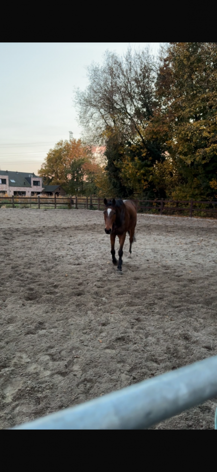 Lovely all-rounder Damavand for sale