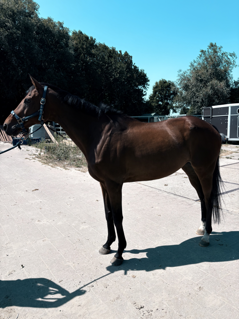 Lovely all-rounder Damavand for sale