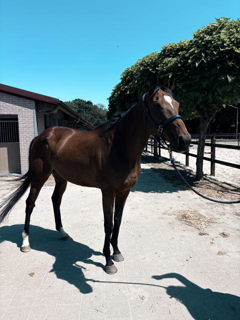 Lovely all-rounder Damavand for sale