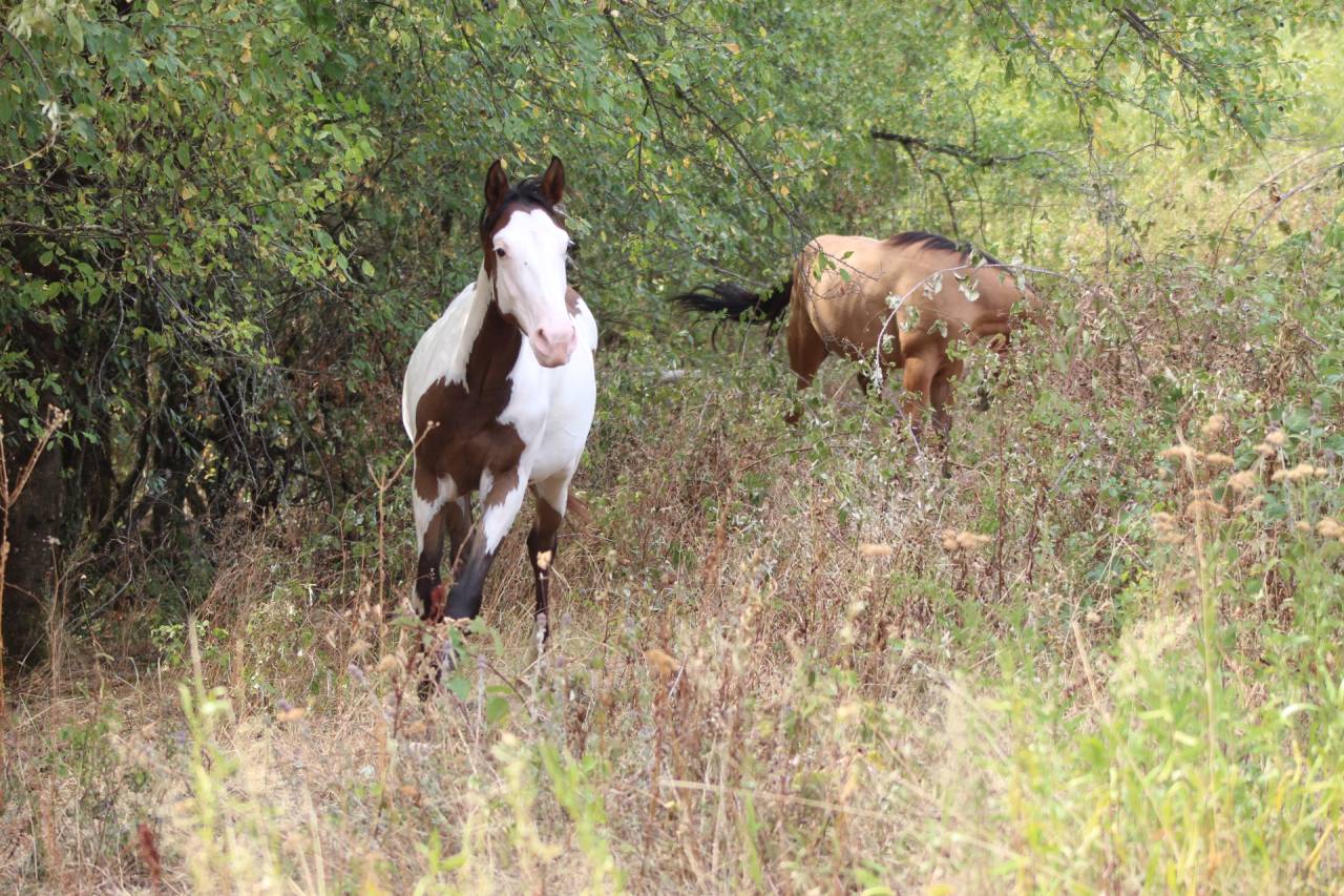 Hongre Paint Horse 