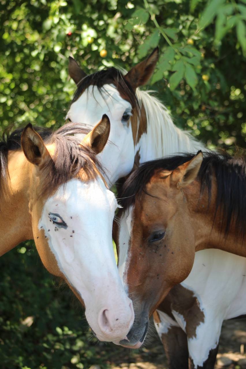 Hongre Paint Horse 