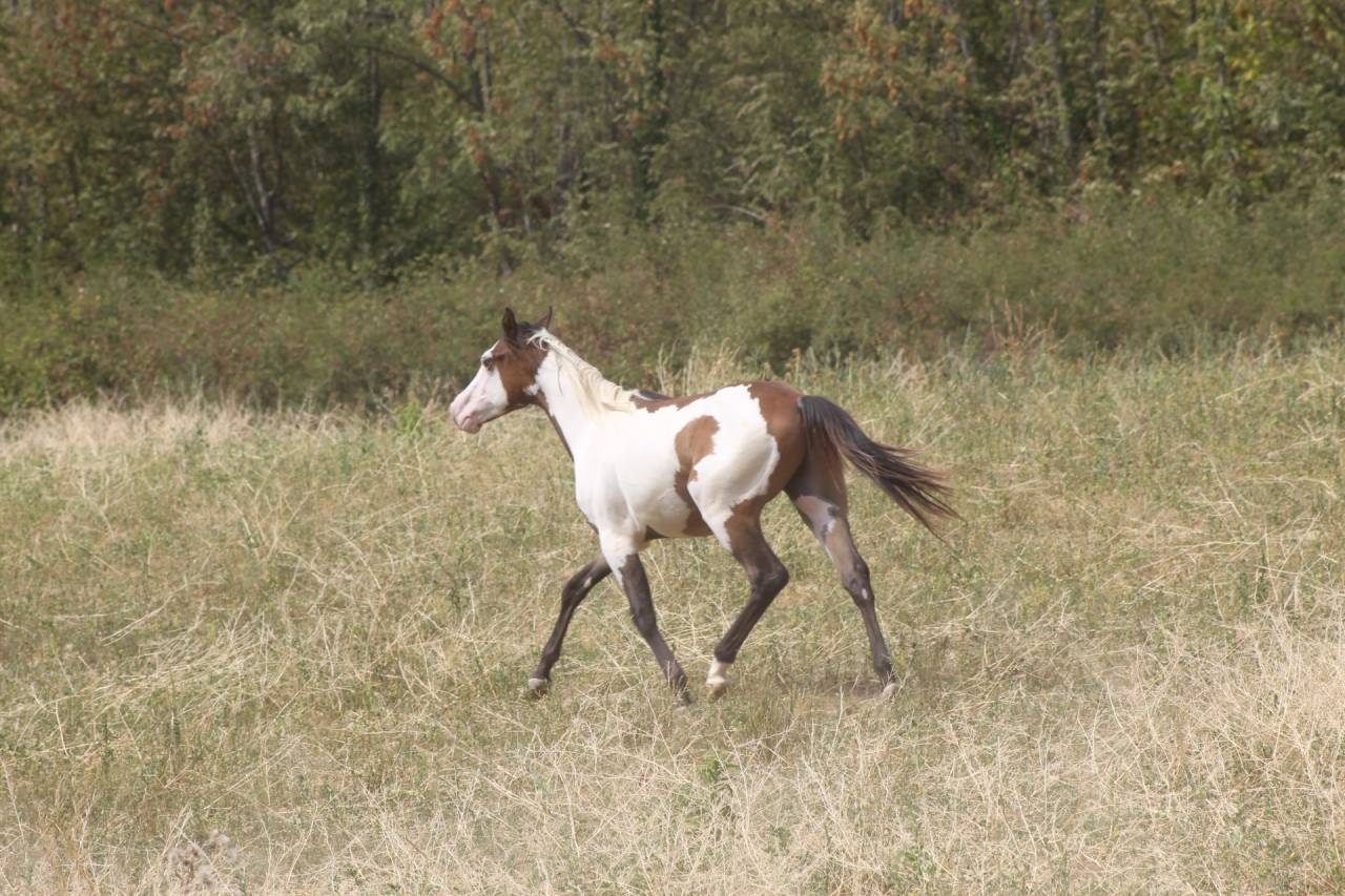 Hongre Paint Horse 