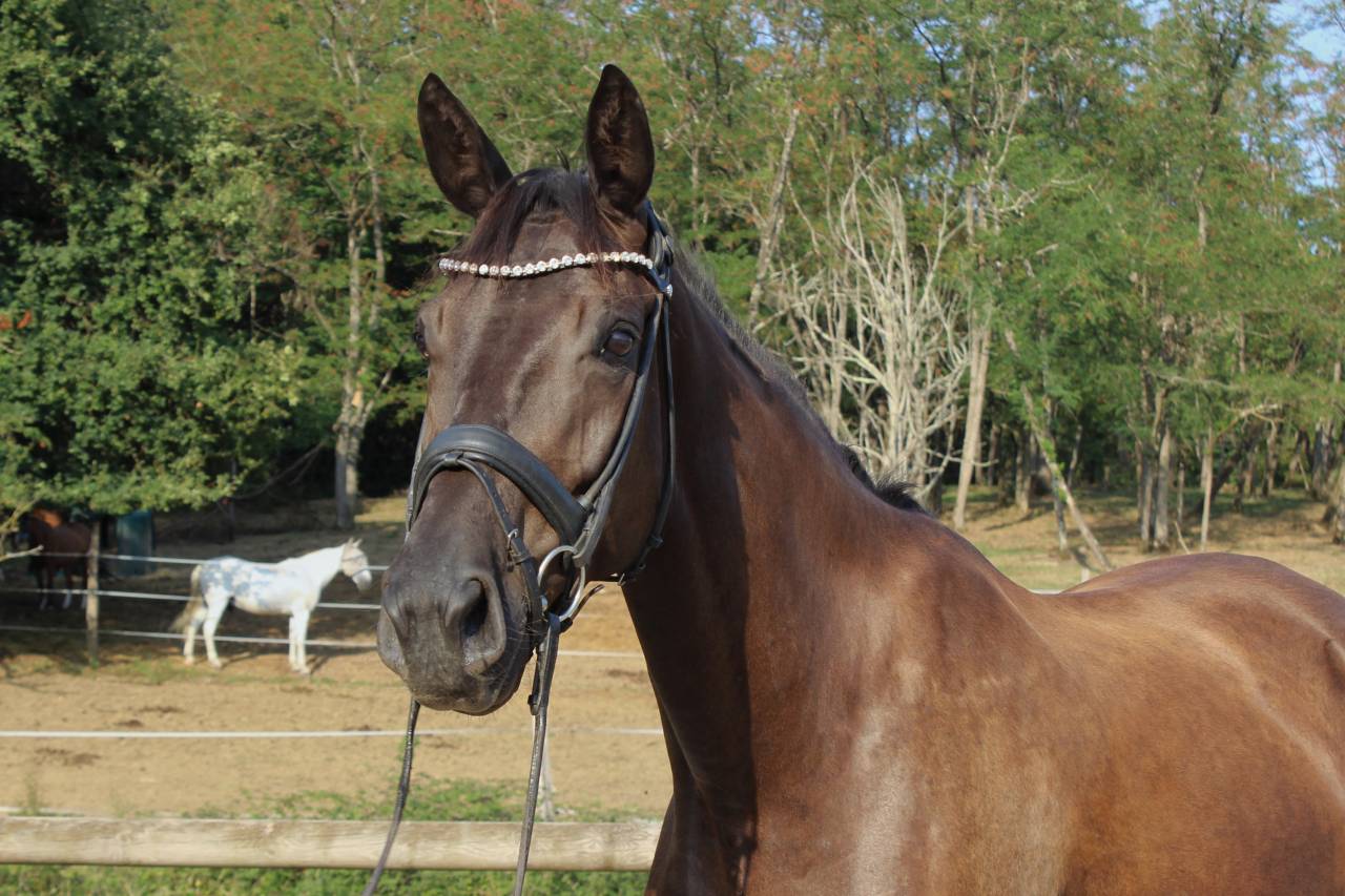 Excellente jument dressage/CCE/CSO