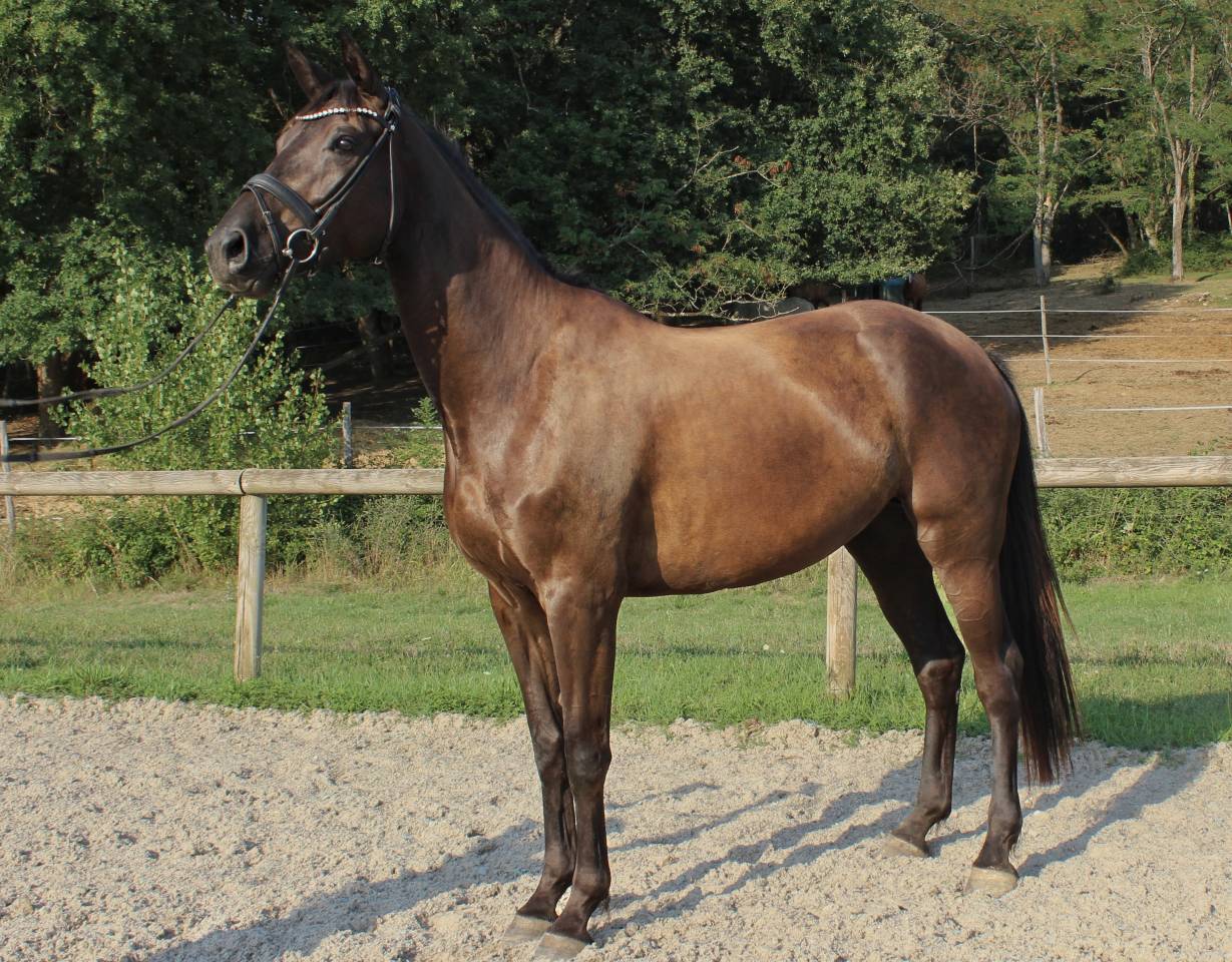 Excellente jument dressage/CCE/CSO