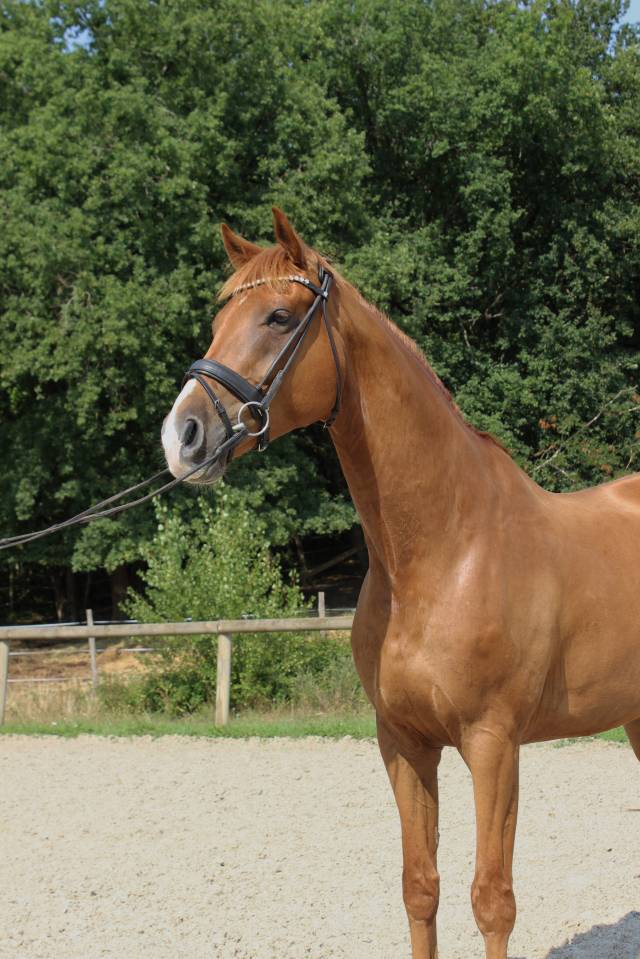 Superbe 8 ans niveau St Georges/Inter I