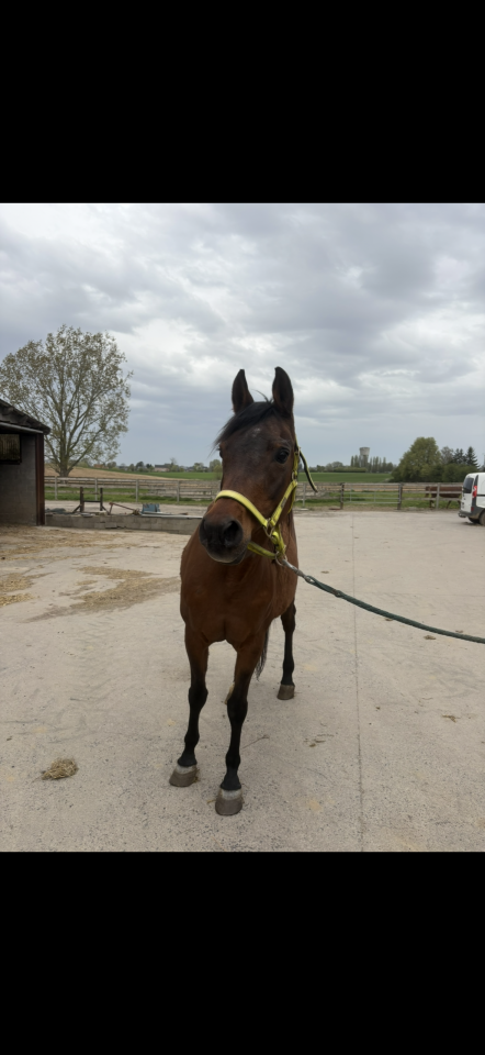 Medinah, Pure Sang Arabe baie de 25 ans