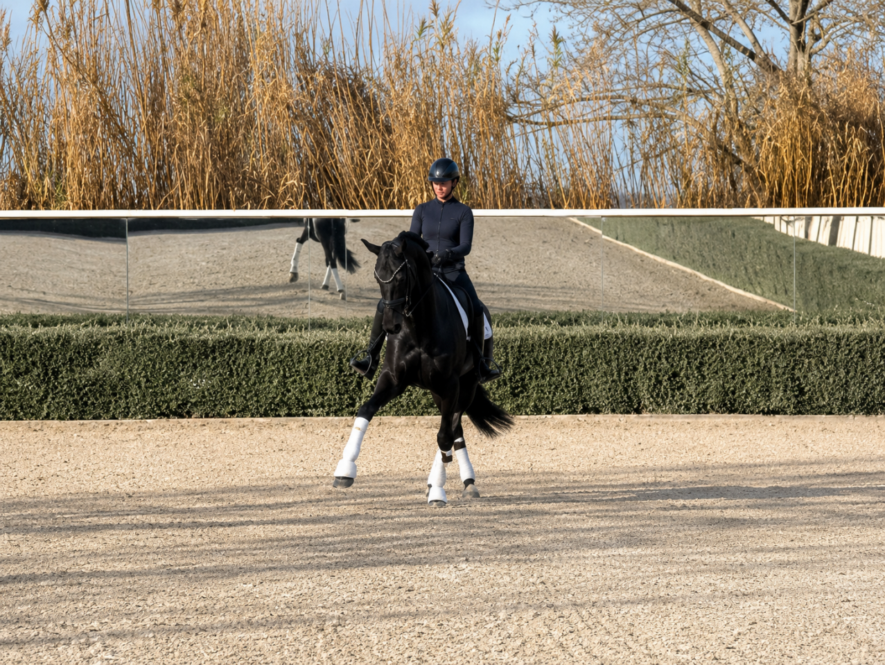 Jument - 12 ans - Dressage Schoolmaster / PSG - France