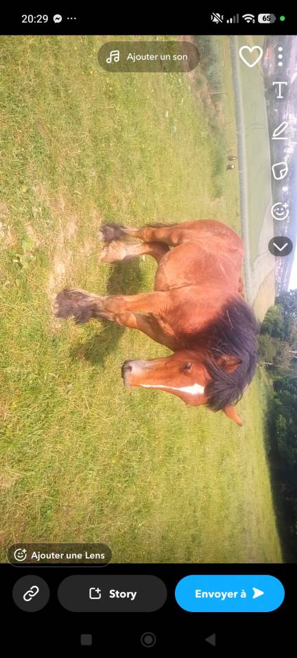 Trait ardennais 