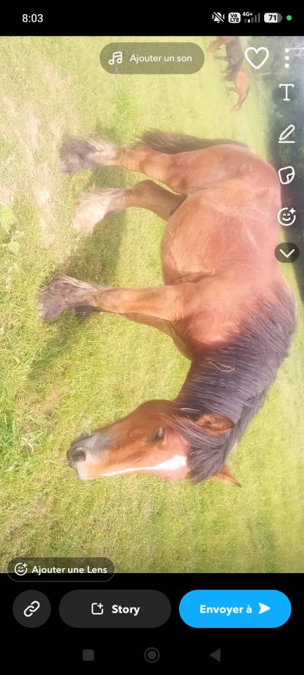 Trait ardennais 