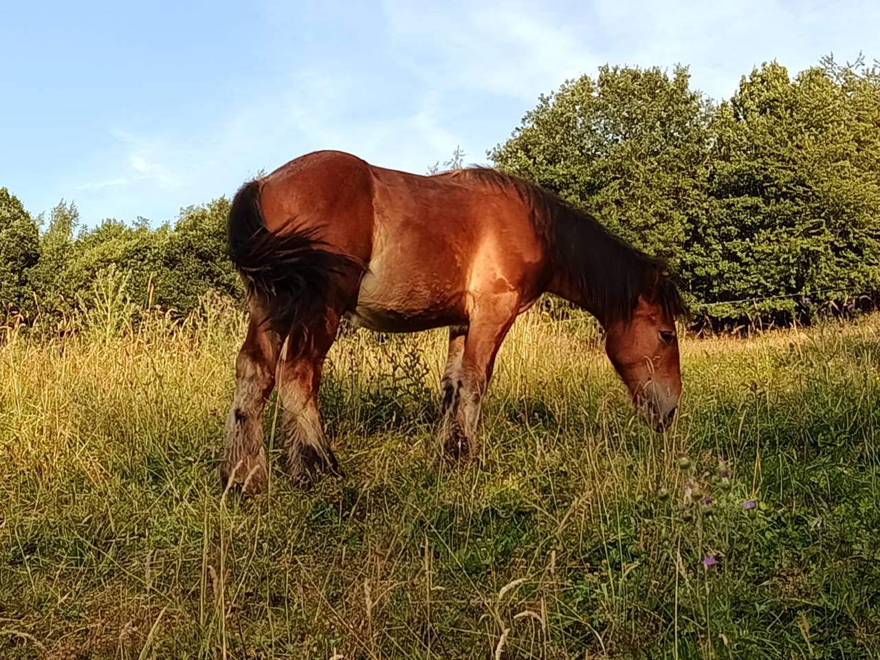 Trait ardennais 