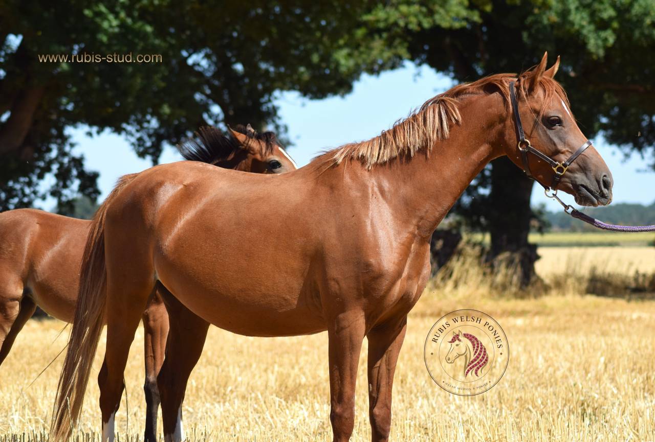 Welsh Pony pp 2022 , femelle, alezane, import&eacute;e
