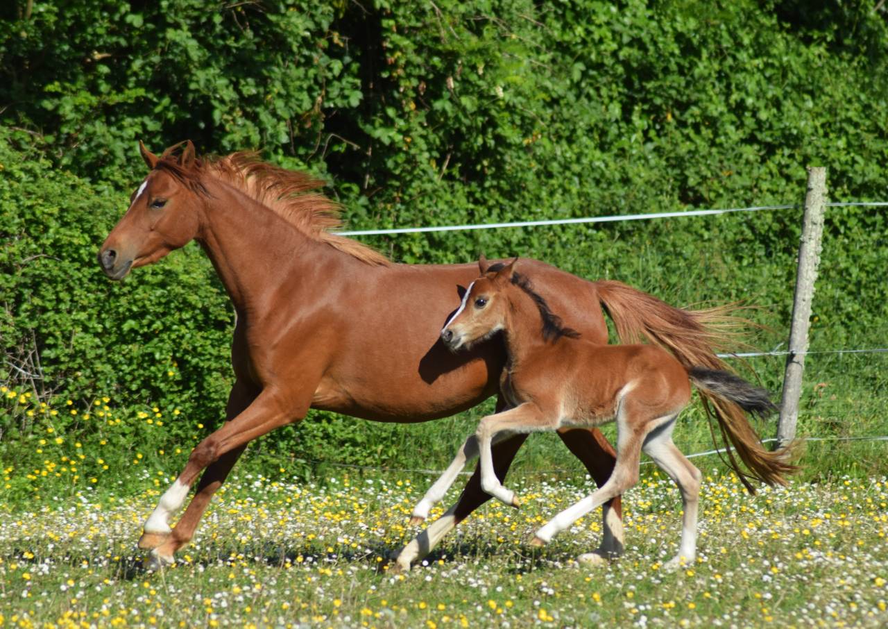 Welsh Pony pp 2022 , femelle, alezane, import&eacute;e