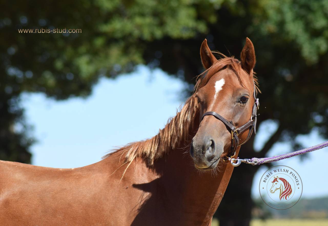 Welsh Pony pp 2022 , femelle, alezane, import&eacute;e