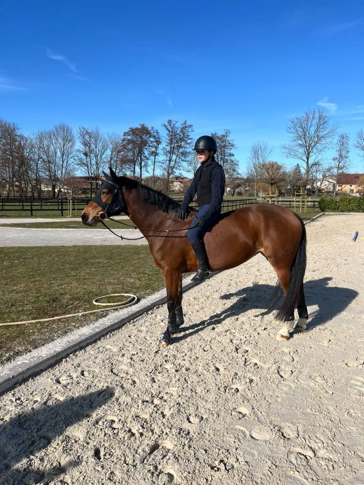 Jument PFS 6ans 155cm