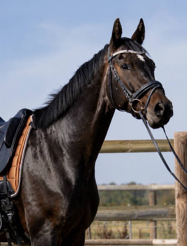 Hongre - Selle Fran&ccedil;ais - 6 ans - Dressage - France