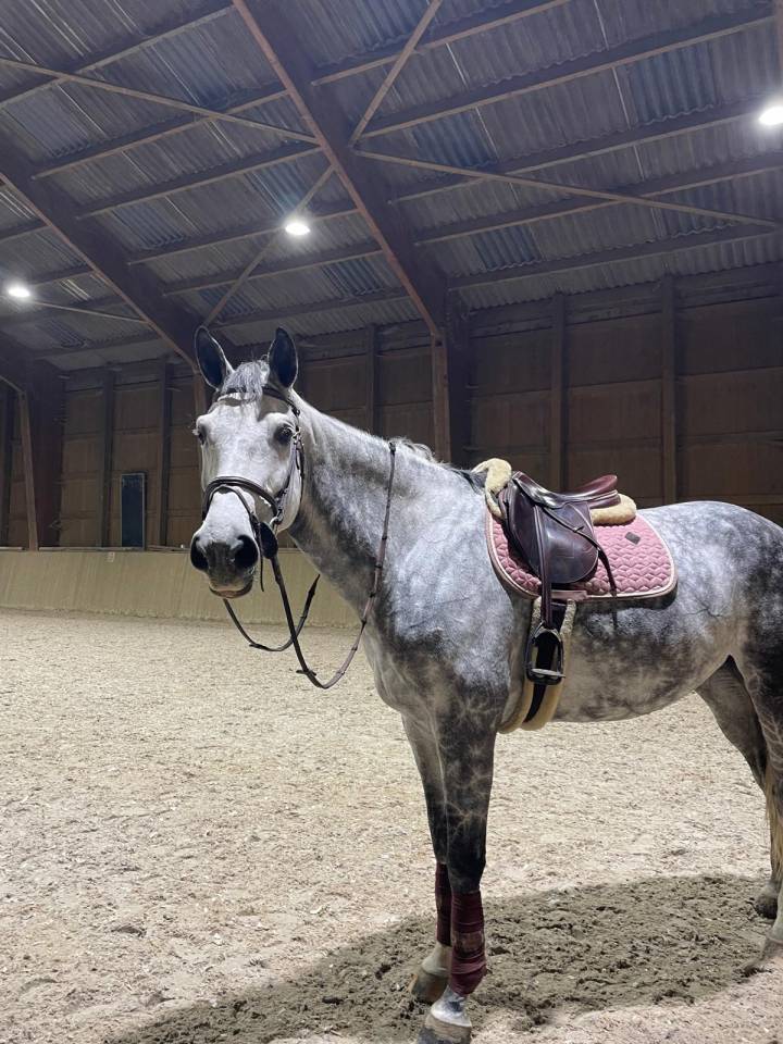 Top jument de sport &agrave; vendre