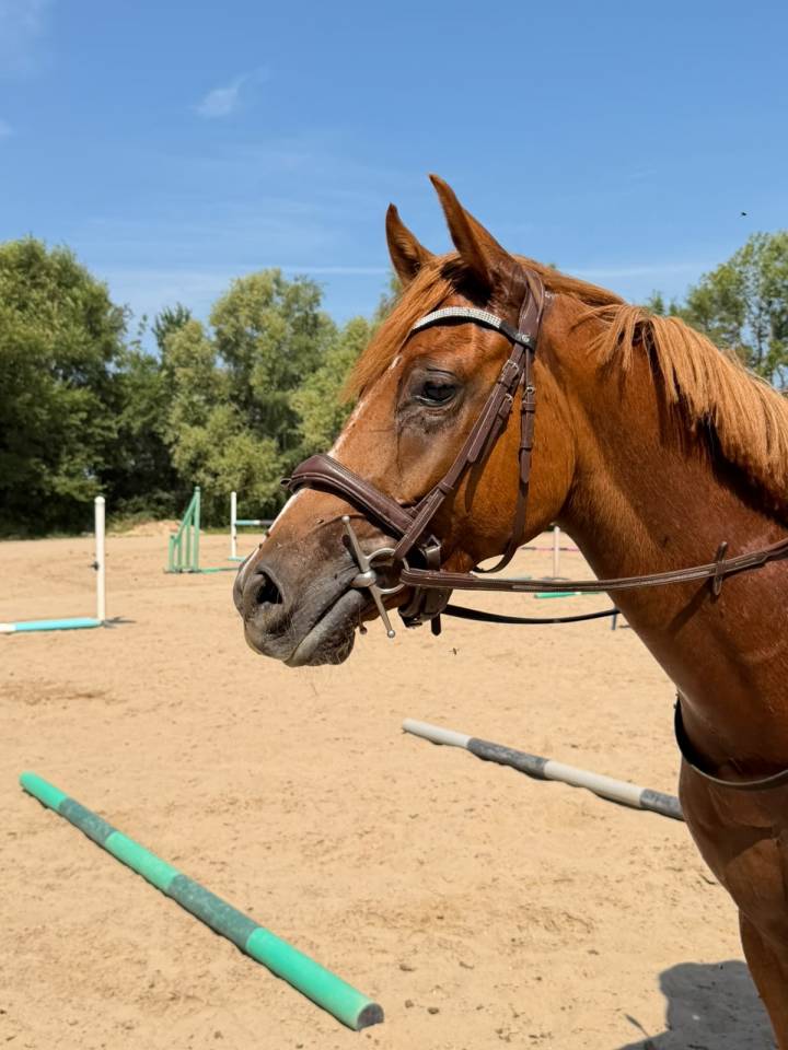 Magnifique cheval &agrave; vendre 