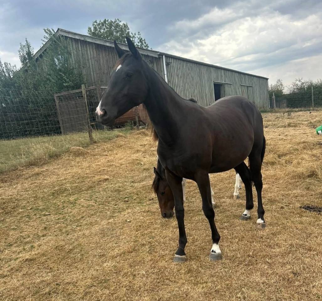 Pouliche 2 ans &agrave; vendre 