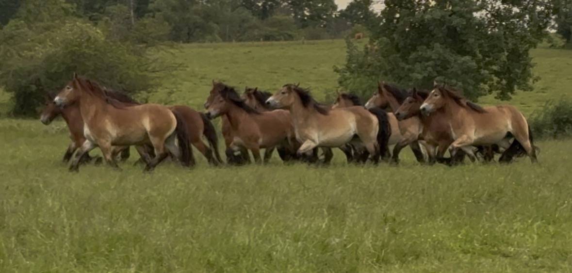 Lot de juments  - trait ardennais 
