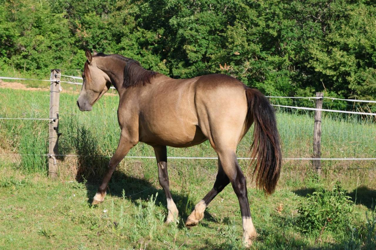 Jument - PFS - 2 ans - Dressage - France