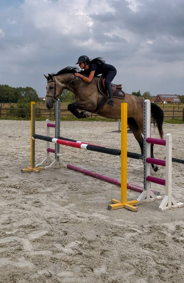 Jument de 4 ans origines Querly Elvis x Zirocco blue