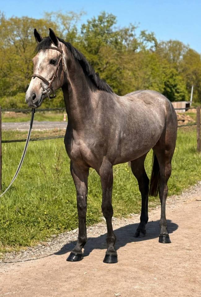 Jument de 4 ans origines Querly Elvis x Zirocco blue