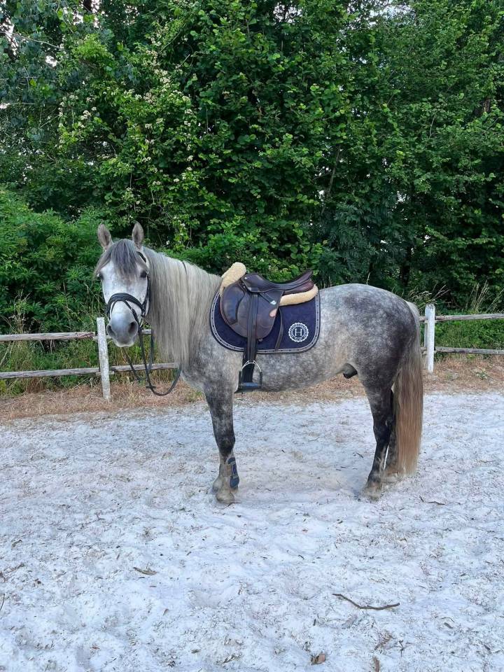 Poney de loisir