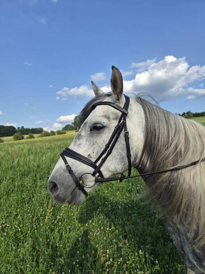 Poney de loisir