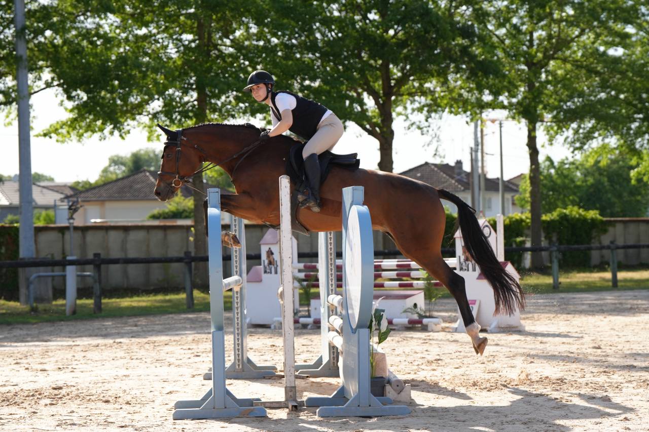 Jument KWPN 6 ans x-rays RAS prospect Am1/Elite/Hunter