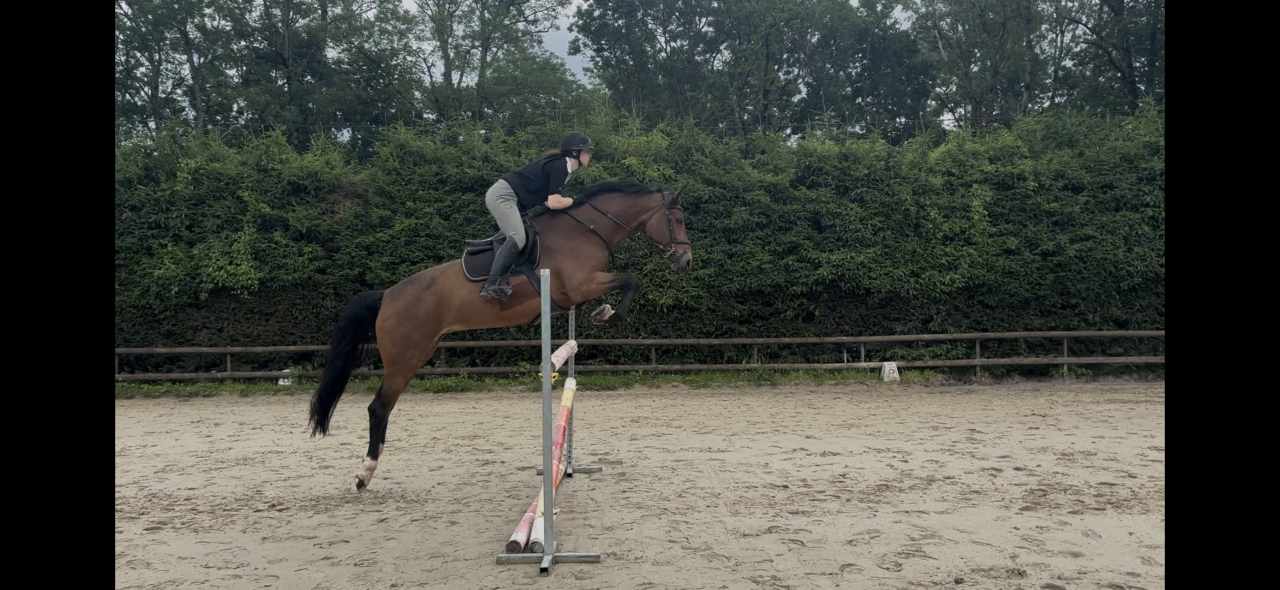 Jument KWPN 6 ans x-rays RAS prospect Am1/Elite/Hunter