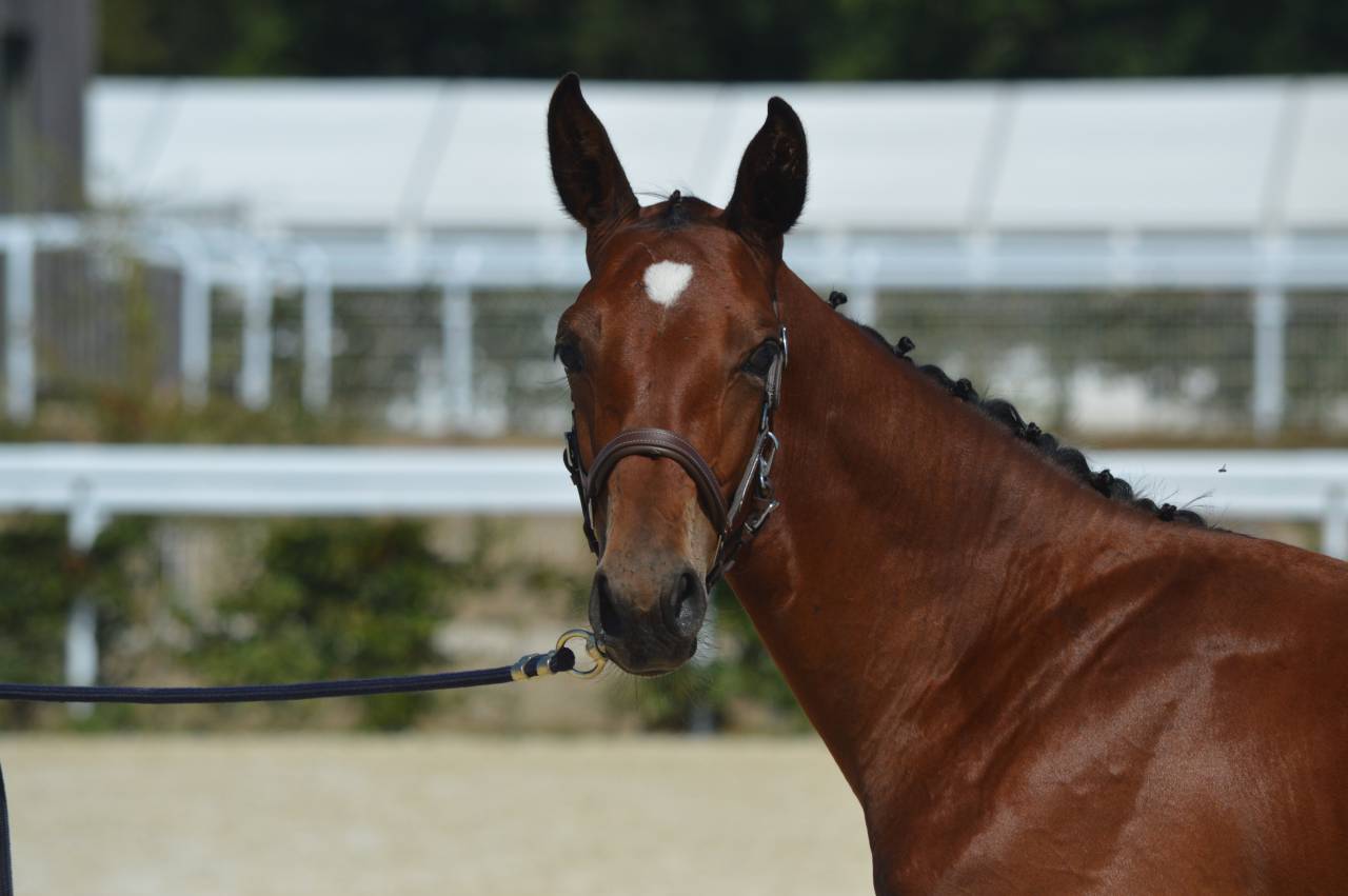 Foal m&acirc;le bai 2026, poulain d'avenir 