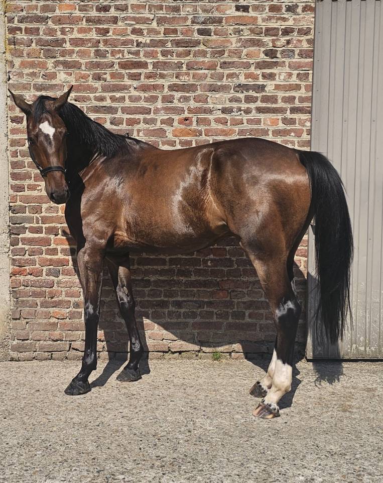 Fils de Emerald- beau hongre de 4 ans. 