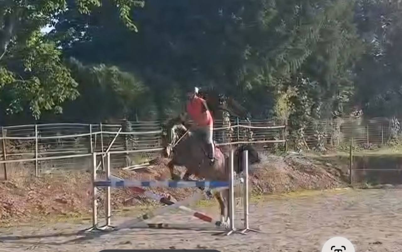 Fils de Emerald- beau hongre de 4 ans.offre bien venue.