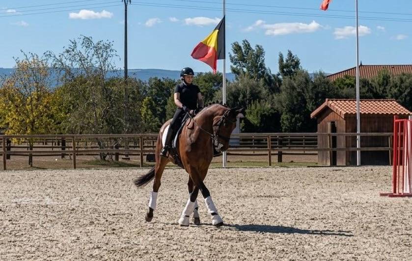Hongre - Hanovrien - 9 ans - Dressage - PSG - France