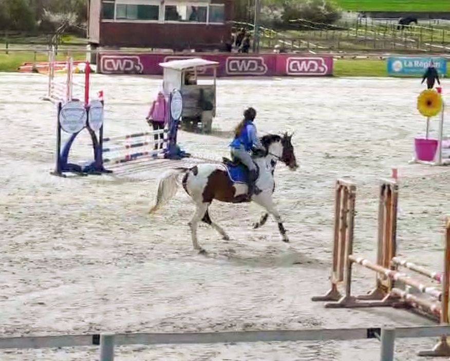 Jument oc 4 ans ( selle francais ) 