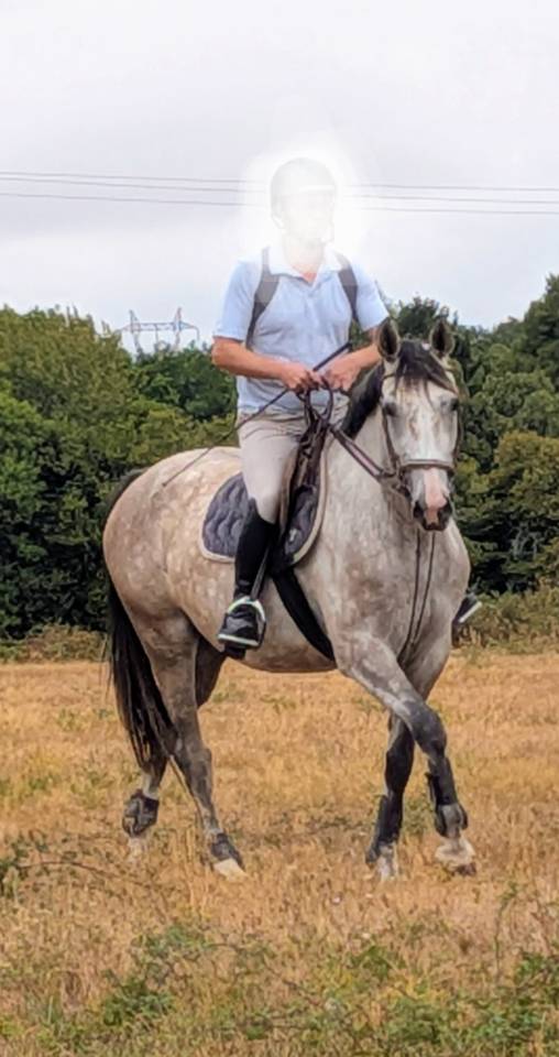Superbe jument 4 ans par chacco white