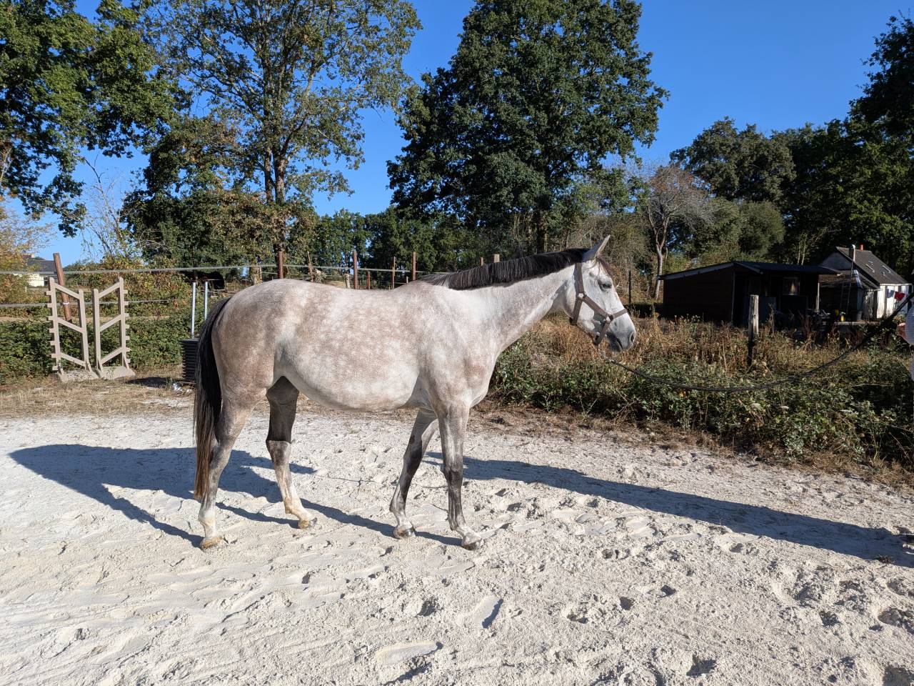 Superbe jument 4 ans par chacco white