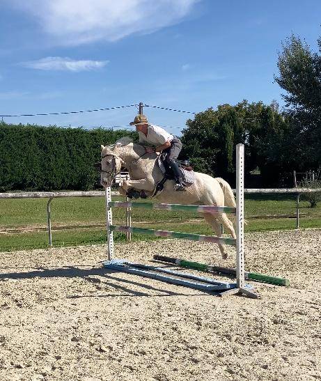 Hongre - PFS - 9 ans - CCE /CSO/ Polyvalent - France