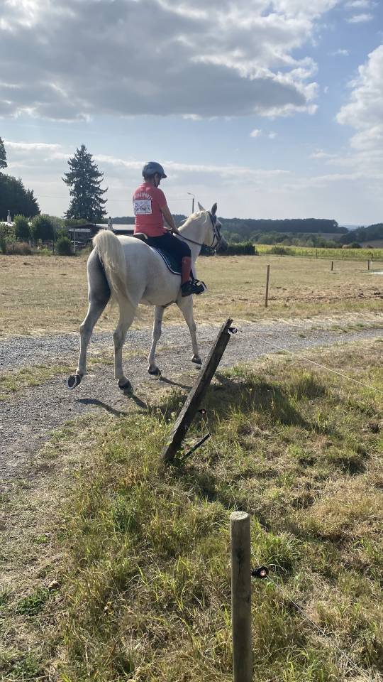 Superbe hongre PSA &agrave; vendre