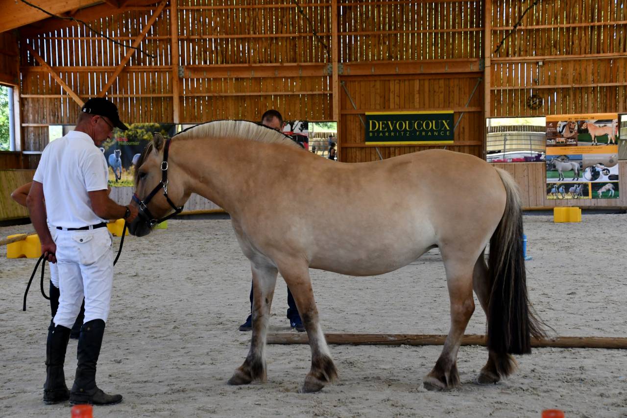 Jument - Fjord - 8 ans - Dressage & Loisir - France