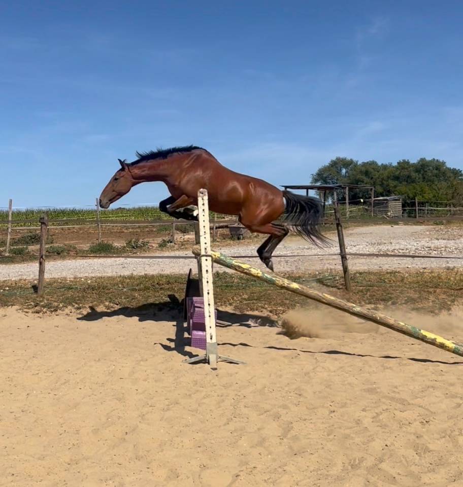 Poney D super chic potentiel cso