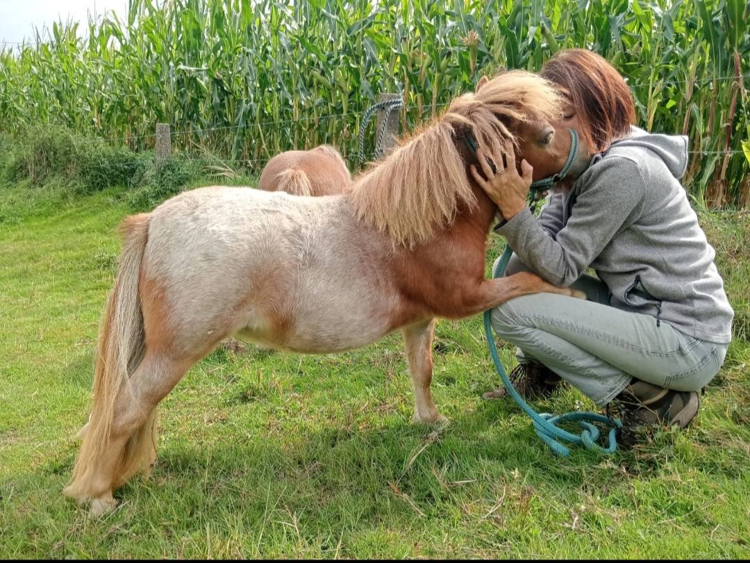 Pouliche mini Shetland 12 mois