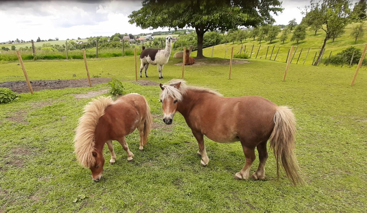 Pouliche mini Shetland 12 mois