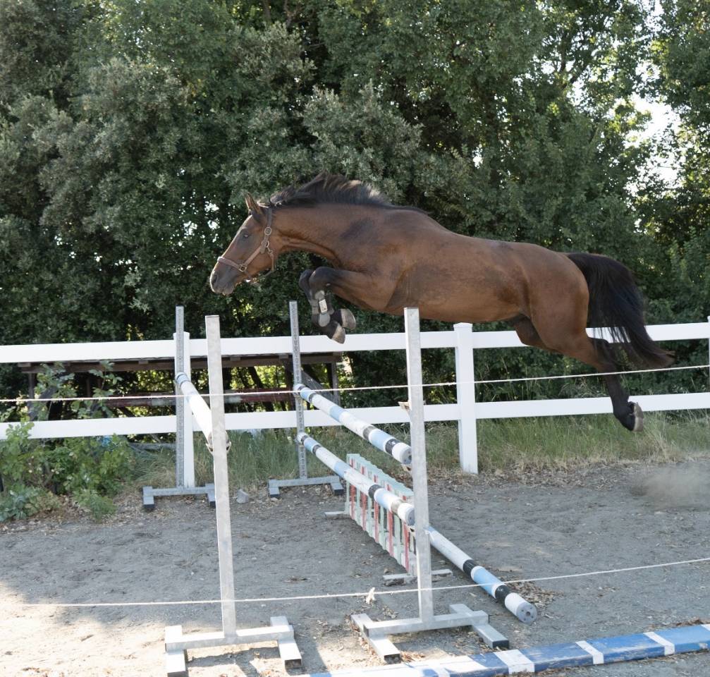 Etalon Cheval de Selle Italien A vendre 2023 Bai par MYLORD CARTHAGO