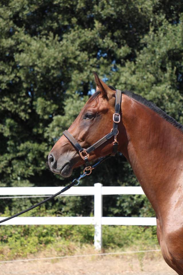 Etalon Cheval de Selle Italien A vendre 2023 Bai par MYLORD CARTHAGO