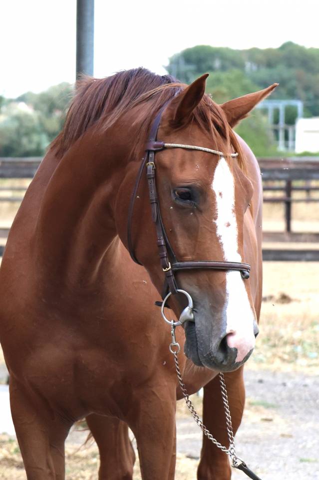 CARLOTTA 