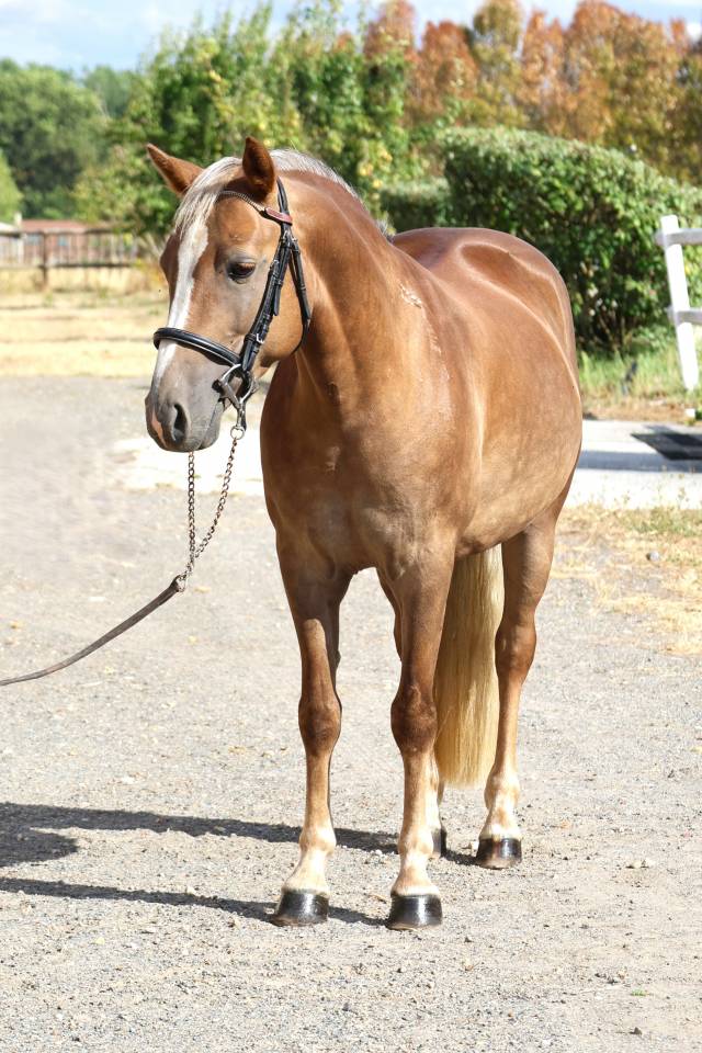 LOUSTIK DE STAN