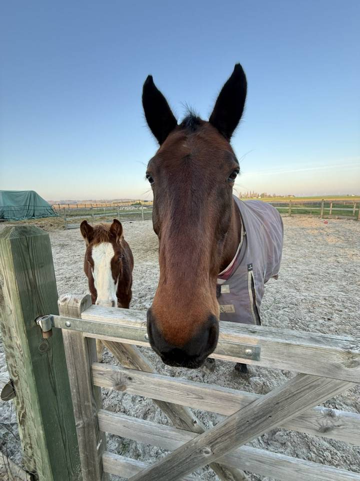 Cheval retrait&eacute; &agrave; donner pour compagnie