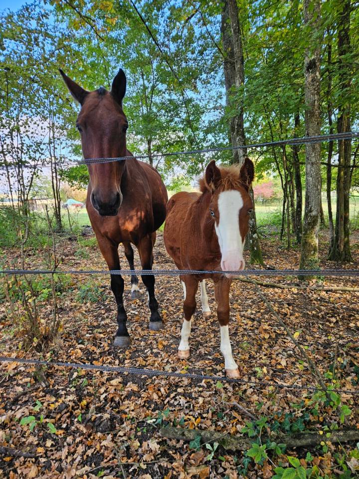 Cheval retrait&eacute; &agrave; donner pour compagnie