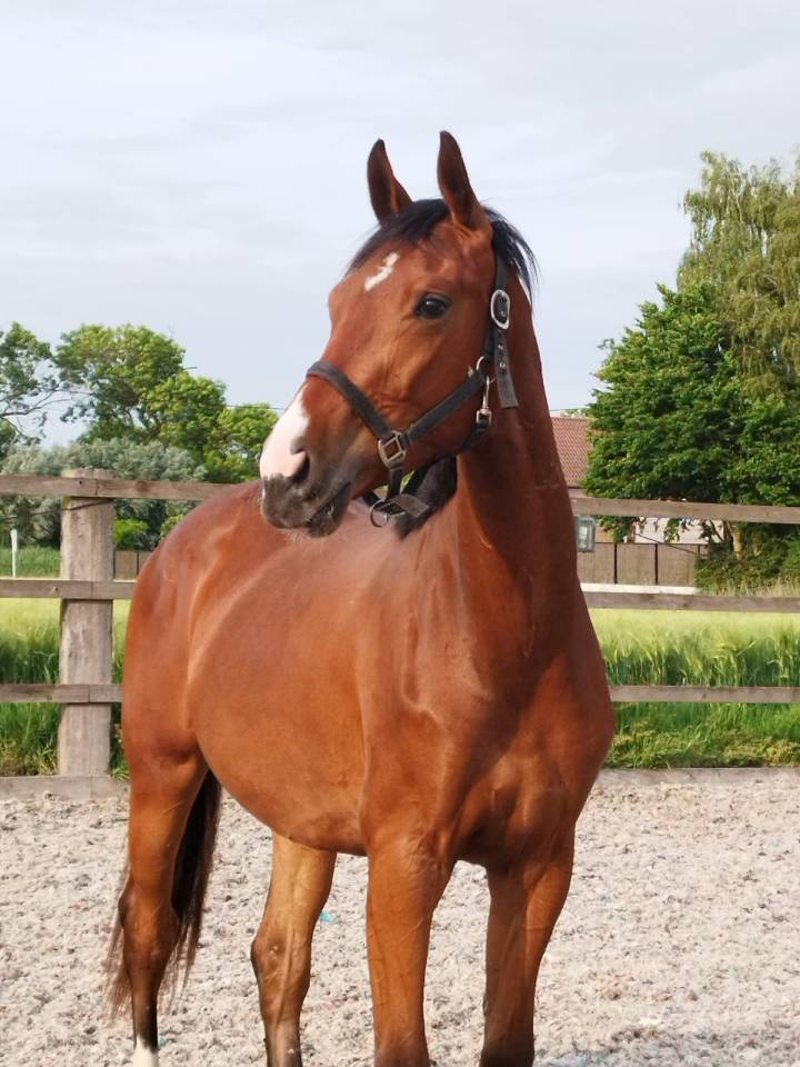 Hongre - Oldenbourg - 3 ans - Dressage - Belgique